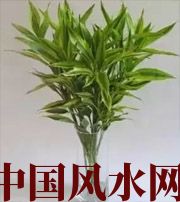洛阳十二生肖养什么植物最旺财运？你知道吗！
